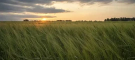 Магнитогорск : частен самолет под наем