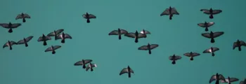 Jet privé Atterheid