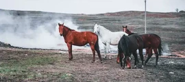 Alykel : наем на частен самолет 