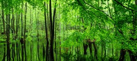 Niederstetten: частен самолет под наем 