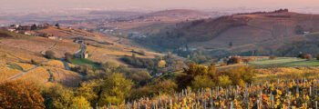 Vignobles en région Beaujolais au couché du soleil